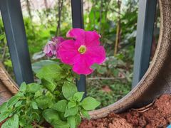 -东莞植物园