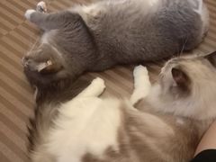 -MOCHA明星猫咖(田子坊店)