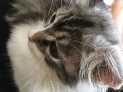 -瞄一喵猫咖(格力海岸店)