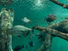 -上海海洋水族馆