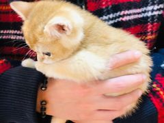 -猫十亿·布偶金渐层·曼基康矮脚猫舍(青年路店)