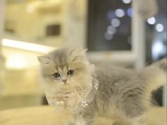 -柚子猫舍·精品猫舍购猫·猫咪认养·购宠·宠物店