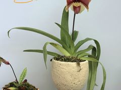 -上海鲜花港