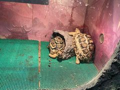 -上海大自然野生昆虫馆