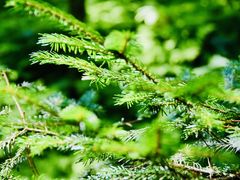 -五营红松林海景区