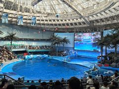 -海合安成都极地海洋公园