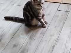 -海边的猫和咖啡馆