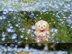 -上海滨江森林公园