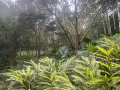 -火炉山森林公园