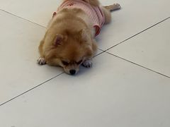 -怪兽屋·羊驼·猫咖·狗咖(俊华广场店)