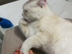 -喵的天空名猫咖啡馆·撸猫·猫舍·用品