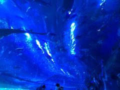 -成都浩海立方海洋公园