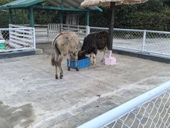 -张家港金凤凰度假村温泉