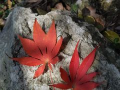 -杭州半山国家森林公园