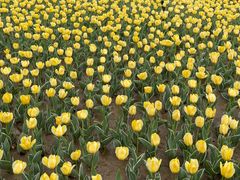 -廊坊文化艺术中心