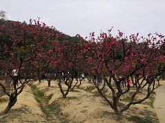 -南国桃园旅游度假区