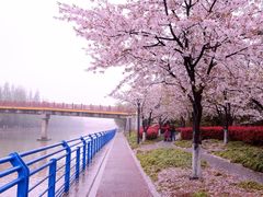 -高东镇樱花园