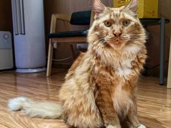 -MOCHA明星猫咖(田子坊店)