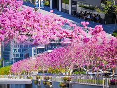 -深圳湾万象城(南山店)