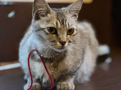 -猫岛主趣味餐厅(鼓浪屿店)