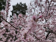 -桃花堤公园