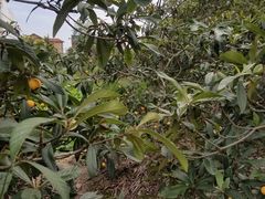 -塘栖枇杷特色园区