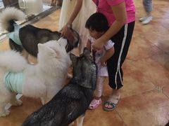 -more than meow吴止猫主题餐厅(承德 中船汇店)