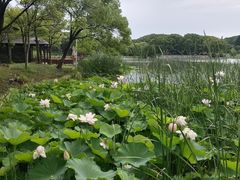 -新洲生态园