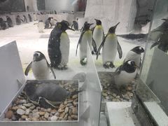 -大连圣亚海洋世界