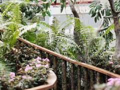 -正佳雨林生态植物园