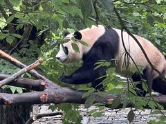 -卧龙中华大熊猫苑神树坪基地