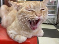 -胡椒猪肚汤(康王店)