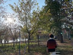 -天适樱花悠乐园
