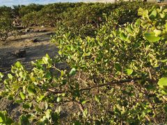 -红树林天天赶海