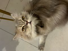 -平行世界·猫咖(首经贸店)