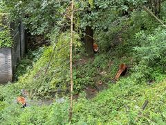 -都江堰中华大熊猫苑