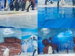 -海合安成都极地海洋公园
