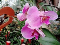 -北京植物园-展览温室