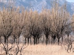 -野鸭湖国家湿地公园