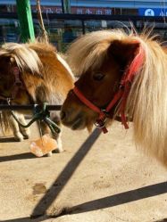 -萌宠亲子动物乐园(槐房万达店)