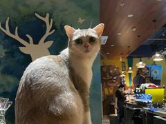 -咖法森林·咖啡  酒吧(天河店)