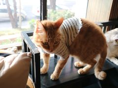 -more than meow吴止猫主题餐厅(承德 中船汇店)