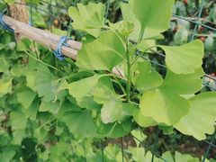 -樱桃山旅游景区