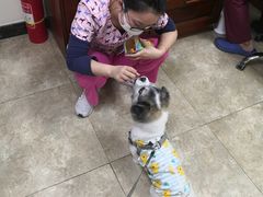 -美联众合动物医院·24h转诊中心