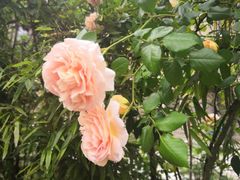 -蒋氏故居
