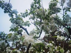 -海棠花溪(元大都城垣遗址公园)