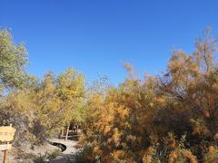 -金塔沙漠胡杨林景区