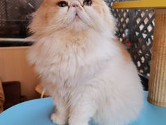 -MOCHA明星猫咖(田子坊店)