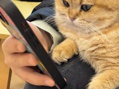 -有喵·猫咖·狗咖·30几只猫10只小狗(岗厦店)