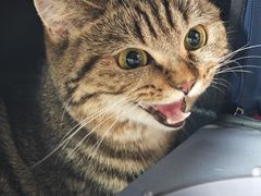 -艾吉宠物医院·疑难杂症转诊中心·猫友好(碧江路院)